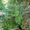 Plants: image 41 Of 208 Thumb